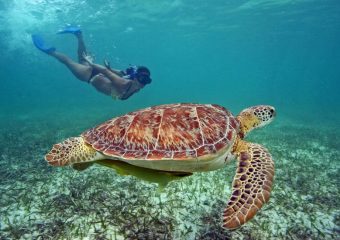 Tours en Mazatlán y Cancún/ Riviera Maya